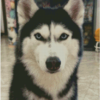 Husky custom cross-stitch portrait Husky custom cross-stitch portrait