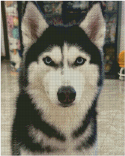 Husky custom cross-stitch portrait Husky custom cross-stitch portrait