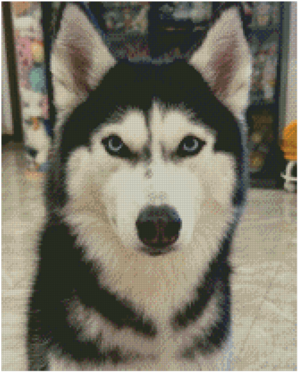 Husky custom cross-stitch portrait Husky custom cross-stitch portrait