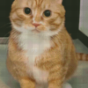 Orange cat custom cross-stitch portrait Orange cat custom cross-stitch portrait
