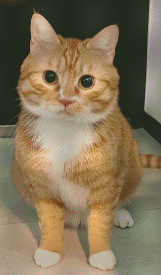 Orange cat custom cross-stitch portrait Orange cat custom cross-stitch portrait
