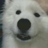 White dog close-up cross-stitch portrait White dog close-up cross-stitch portrait