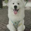 White dog custom cross-stitch portrait White dog custom cross-stitch portrait